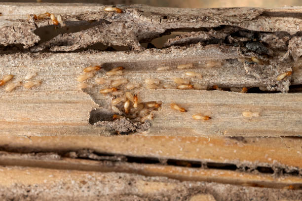 Best Local Pest Control Services  in Naples Manor, FL